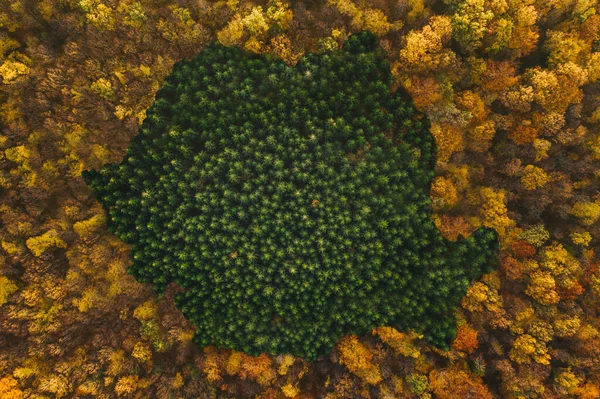 Map of Romania created from pine trees. Representative image for — Stock Photo, Image