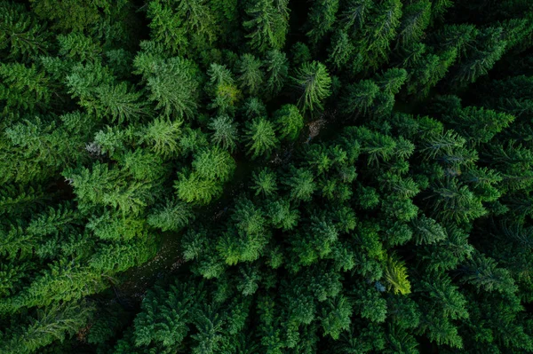 Bosque desde arriba —  Fotos de Stock