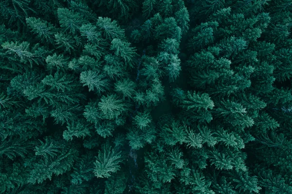 A fenti erdő — Stock Fotó