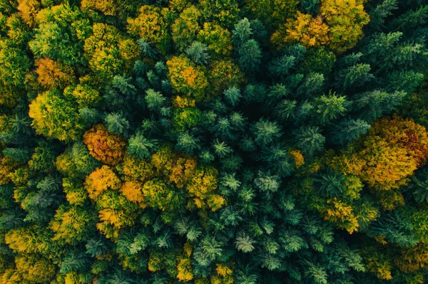 Aerial view of autumn tree tops. — ストック写真