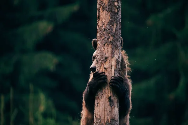 Carpathian brown bear in the wilderness — Stock Photo, Image