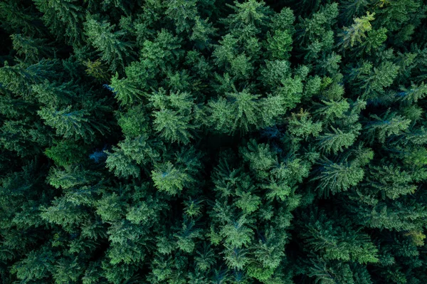 Foresta dall'alto — Foto Stock