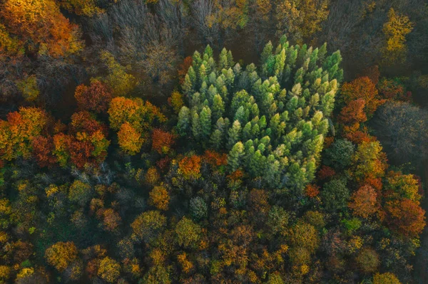 Árboles coloridos a principios de otoño vistos desde un dron. — Foto de Stock
