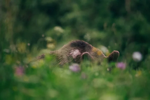 Karpatenbraunbär in der Wildnis — Stockfoto