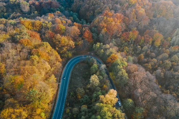 Drone view of a forest and a serpentine road in autumn with colo