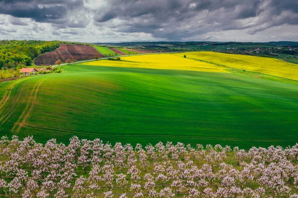 Drohnen-Blick auf Glyzinien-Felder — Stockfoto