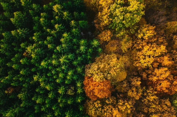 Coloridos árboles de otoño vistos desde un dron . —  Fotos de Stock