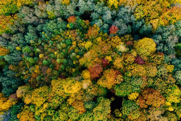 Alberi colorati all'inizio dell'autunno visti da un drone. — Foto Stock