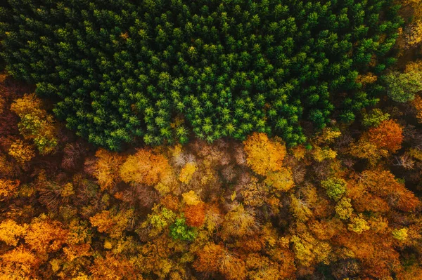 Alberi colorati dell'autunno visti da un drone . — Foto Stock