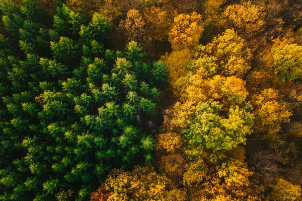 Coloridos árboles de otoño vistos desde un dron . —  Fotos de Stock