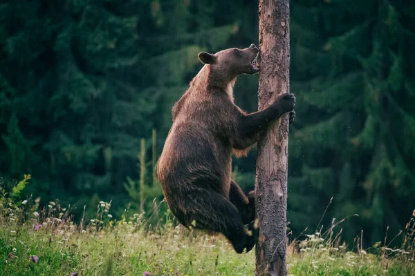Karpatský medvěd hnědý v divočině — Stock fotografie