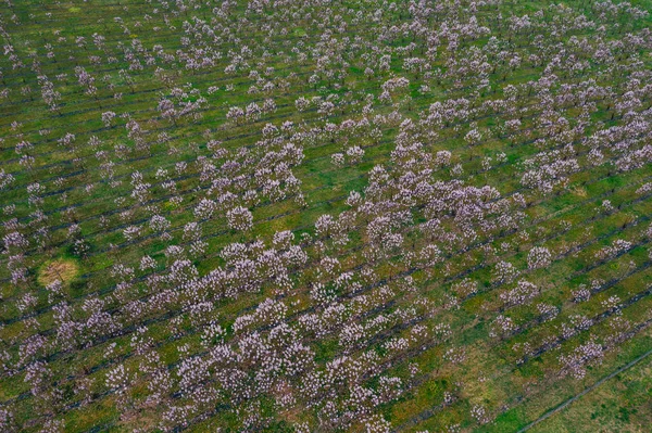 Drone weergave van wisteria velden — Stockfoto