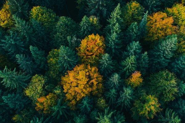 Vue aérienne des cimes des arbres d'automne . — Photo