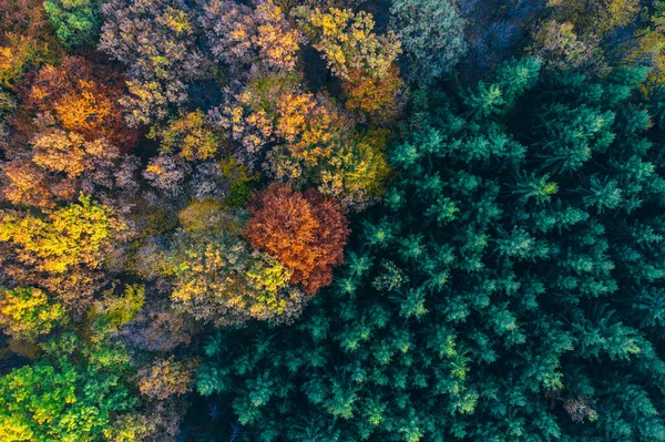 Coloridos árboles de otoño vistos desde un dron . —  Fotos de Stock