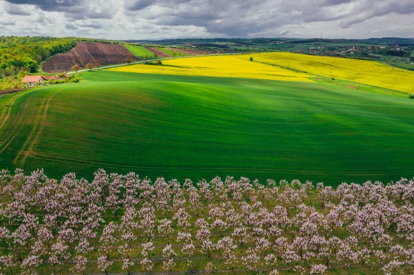 Drohnen-Blick auf Glyzinien-Felder — Stockfoto