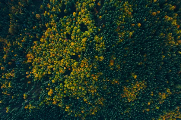 Vista aerea delle cime degli alberi autunnali . — Foto Stock
