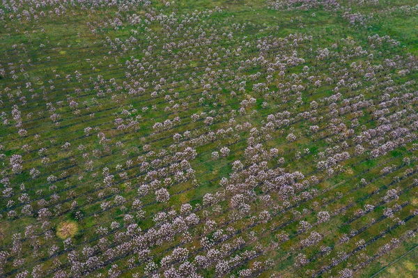 Drone weergave van wisteria velden — Stockfoto