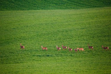 Yeşil çayırlarda güzel bir geyik.