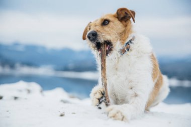Karda mutlu tilki teriyeri. Dağlarda köpekle eğlenmek. Bir köpekle yürüyüş..