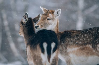 Kışın güzel bir geyik.