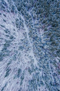 Kışın donmuş çam ağaçlarının hava görüntüleri..
