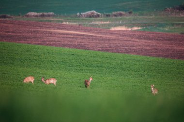 Yeşil çayırlarda güzel bir geyik.