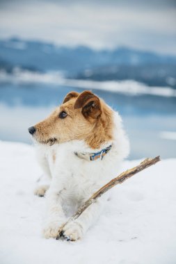 Karda mutlu tilki teriyeri. Dağlarda köpekle eğlenmek. Bir köpekle yürüyüş..