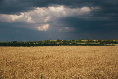 Yağmurdan sonra gün batımında buğday tarlası. Yağmurdan sonra gün batımında buğday tarlası manzarası. 