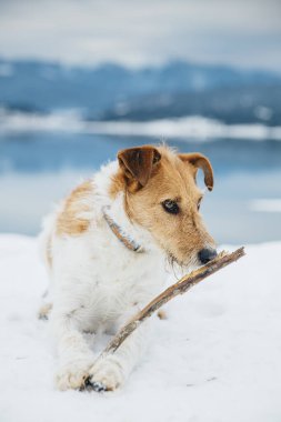 Karda mutlu tilki teriyeri. Dağlarda köpekle eğlenmek. Bir köpekle yürüyüş..