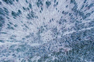 Kışın donmuş çam ağaçlarının hava görüntüleri..