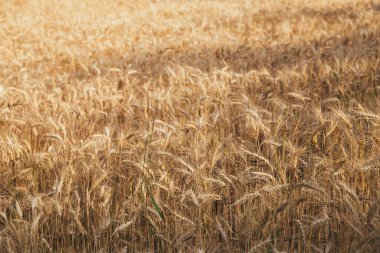 Yağmurdan sonra gün batımında buğday tarlası. Yağmurdan sonra gün batımında buğday tarlası manzarası. 