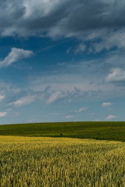Yaz güzel buğday alanında.