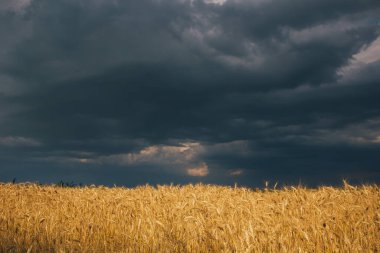 Yağmurdan sonra gün batımında buğday tarlası. Yağmurdan sonra gün batımında buğday tarlası manzarası. 