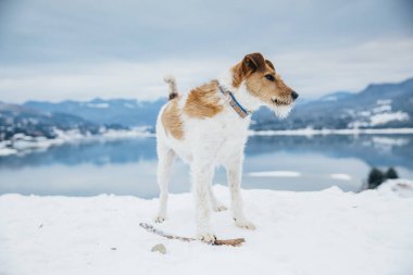 Karda mutlu tilki teriyeri. Dağlarda köpekle eğlenmek. Bir köpekle yürüyüş..