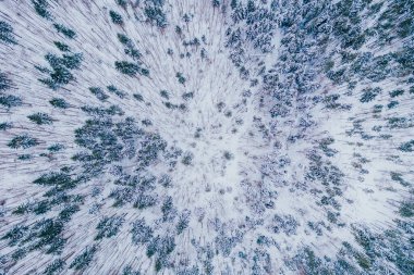 Kışın donmuş çam ağaçlarının hava görüntüleri..