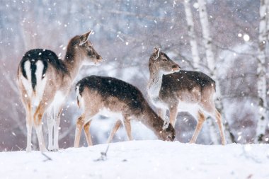 Kışın güzel bir geyik.