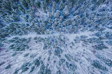 Kışın donmuş çam ağaçlarının hava görüntüleri..