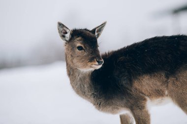 Kışın güzel bir geyik.