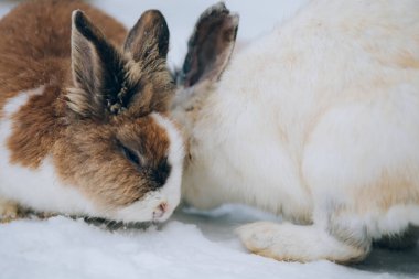 Cute little bunnies in snow clipart