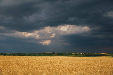 Yağmurdan sonra gün batımında buğday tarlası. Yağmurdan sonra gün batımında buğday tarlası manzarası. 