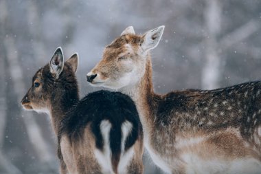 Kışın güzel bir geyik.