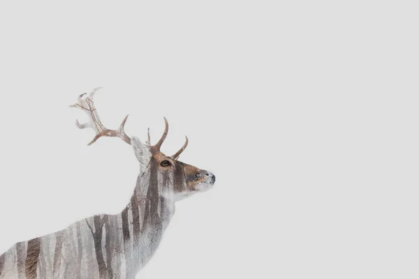 Hermoso Ciervo Invierno — Foto de Stock