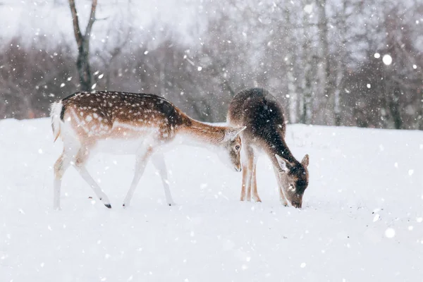 Hermoso Ciervo Invierno —  Fotos de Stock