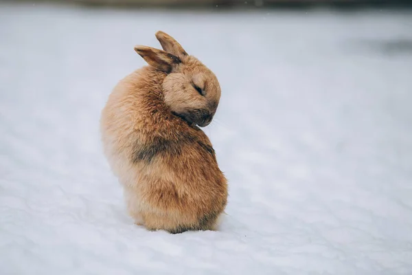 Cute Little Rabbit Snow — Stock Photo, Image