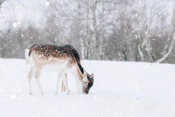 Hermoso Ciervo Invierno —  Fotos de Stock