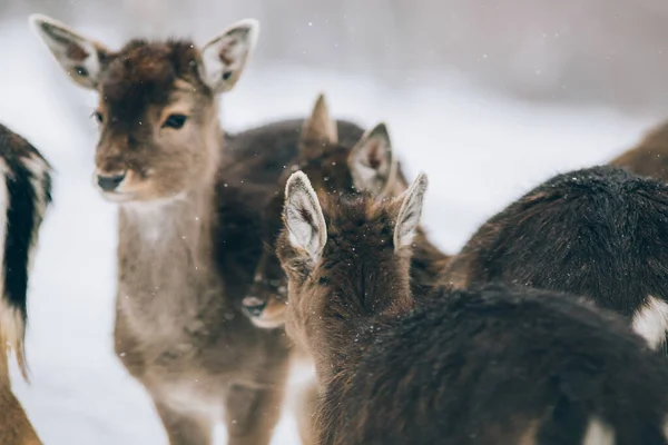 Prachtig Hert Winter — Stockfoto