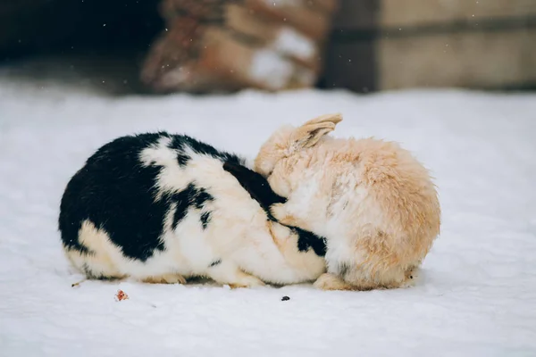 Bonitos Coelhinhos Neve — Fotografia de Stock