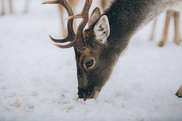 Beautiful deer in winter time.