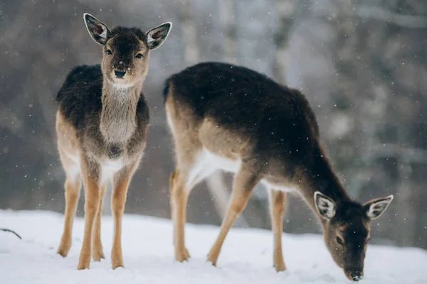 Schöne Hirsche Winter — Stockfoto