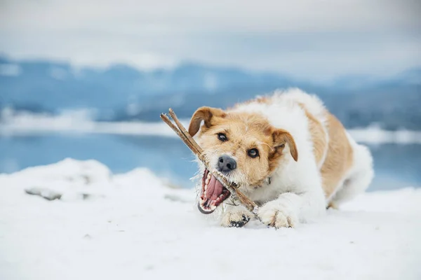 Heureux Renard Terrier Dans Neige Amusant Avec Chien Dans Les — Photo